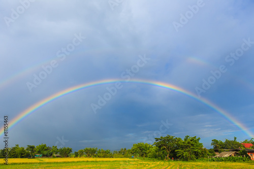 Rainbow on rice field