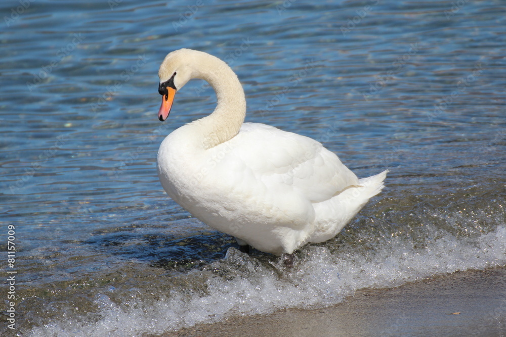 Fototapeta premium Cigno Selvaggio