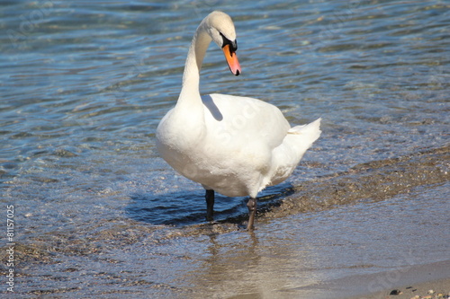 Cigno