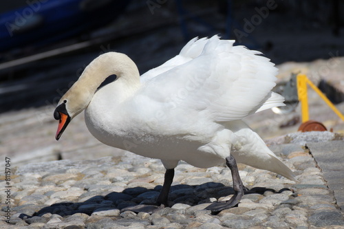 Cigno Solitario