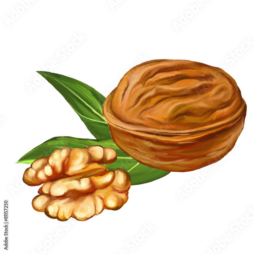 walnuts vector illustration  hand drawn  painted watercolor
