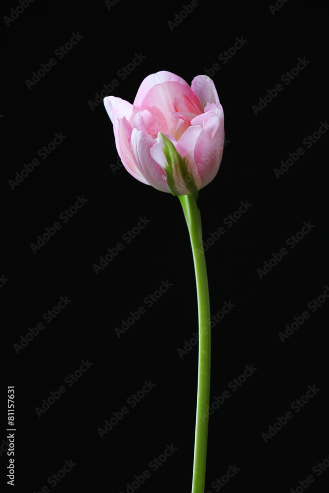 Fresh tulip on black background Fresh tulip on black background