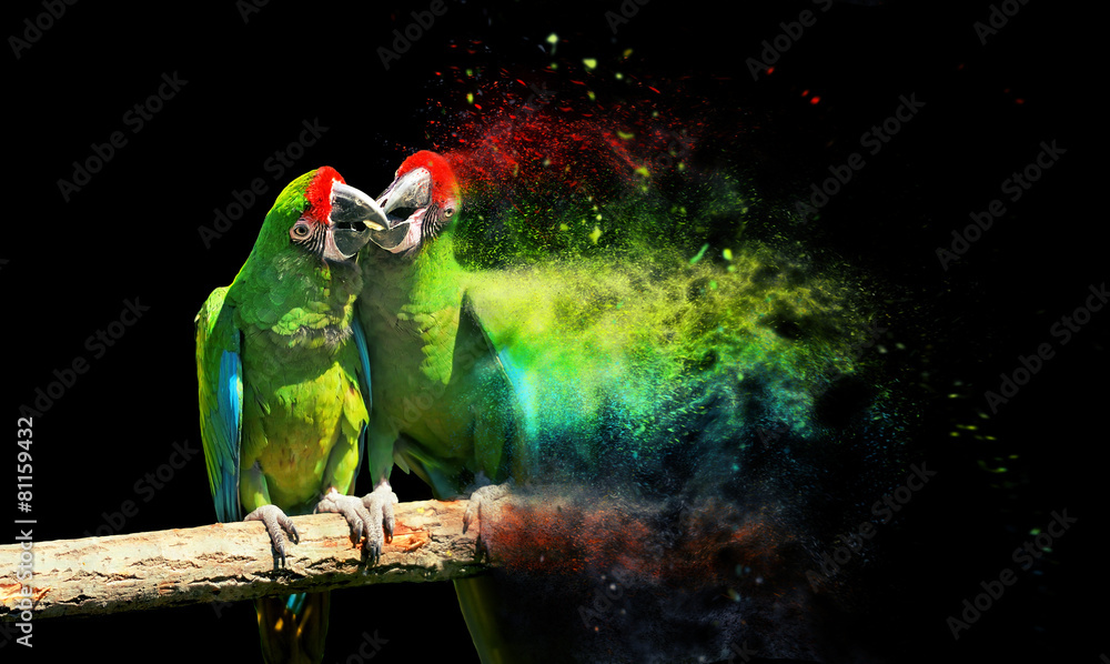 Naklejka premium Parrot bird (Severe Macaw)