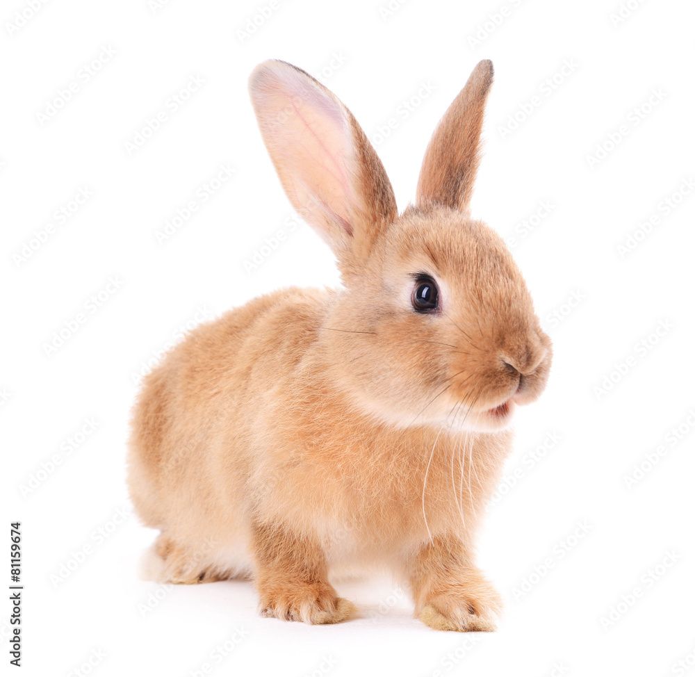 Little rabbit isolated on white Little rabbit isolated on white