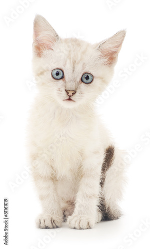 Kitten on a white background