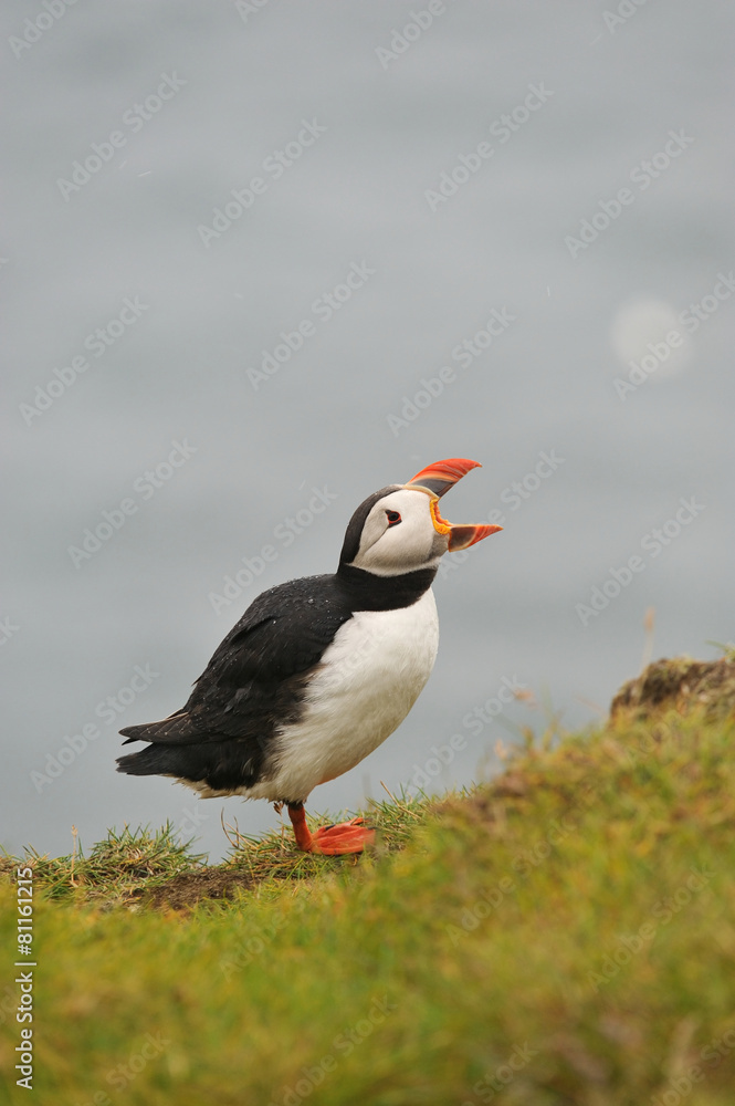 Puffin, beak open, Iceland Puffin, beak open, Iceland