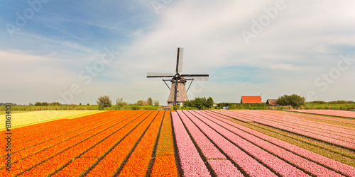 Old Dutch windmill with blooming tulips in front