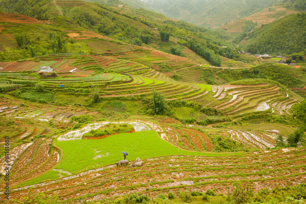 Rice paddies in the mountains near Sapa village