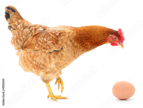 Brown hen with egg.