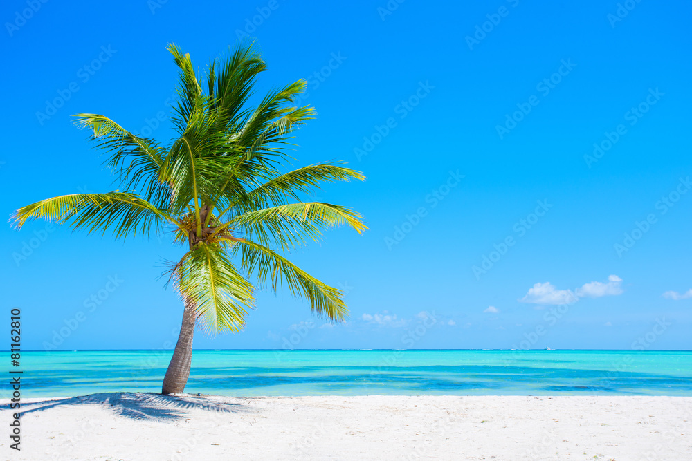Valokuva Palm tree on tropical beach - tilaa netistä Europosters.fi