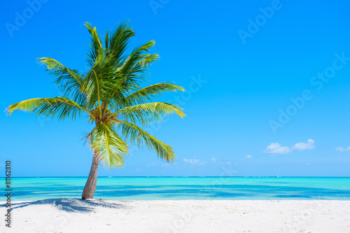 Canvas Print Palm tree on tropical beach
