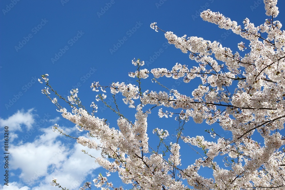Branches of the blossom cherry tree and blue sky Branches of the blossom cherry tree and blue sky