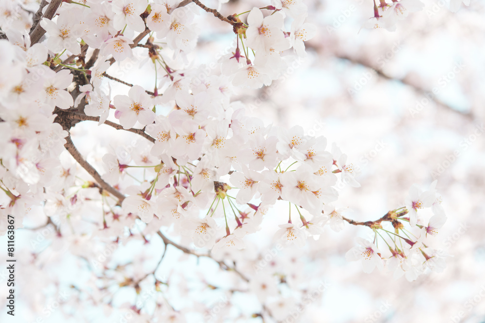 桜 晴天 青空 桜 晴天 青空
