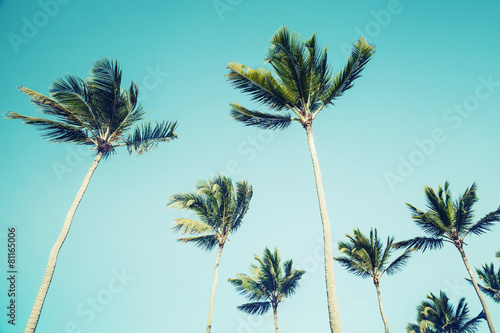 Palm trees over clear sky background. Vintage style