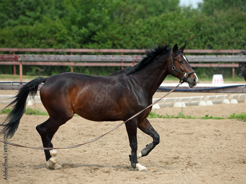 Race horse in the paddock galloping © horsemen