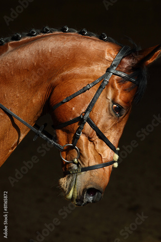 Portrait of beautiful bay dressage horse