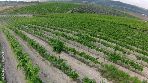 Aerial view of vineyard valley hills , beautiful farms and grapes, in the countryside of Israel
