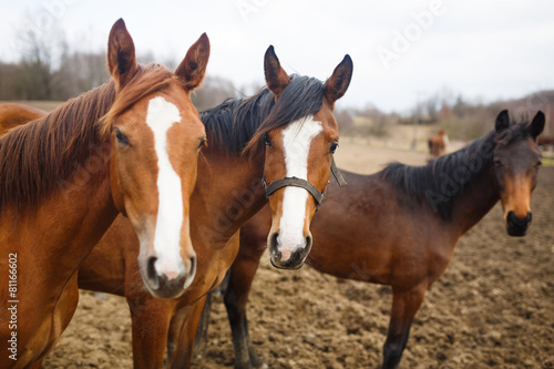 Wild horses © castenoid