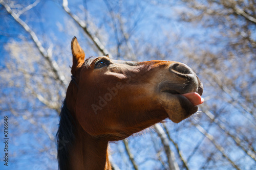 Fototapeta Naklejka Na Ścianę i Meble -  Head of a horse