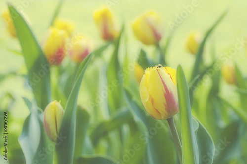 Yellow beautiful tulips