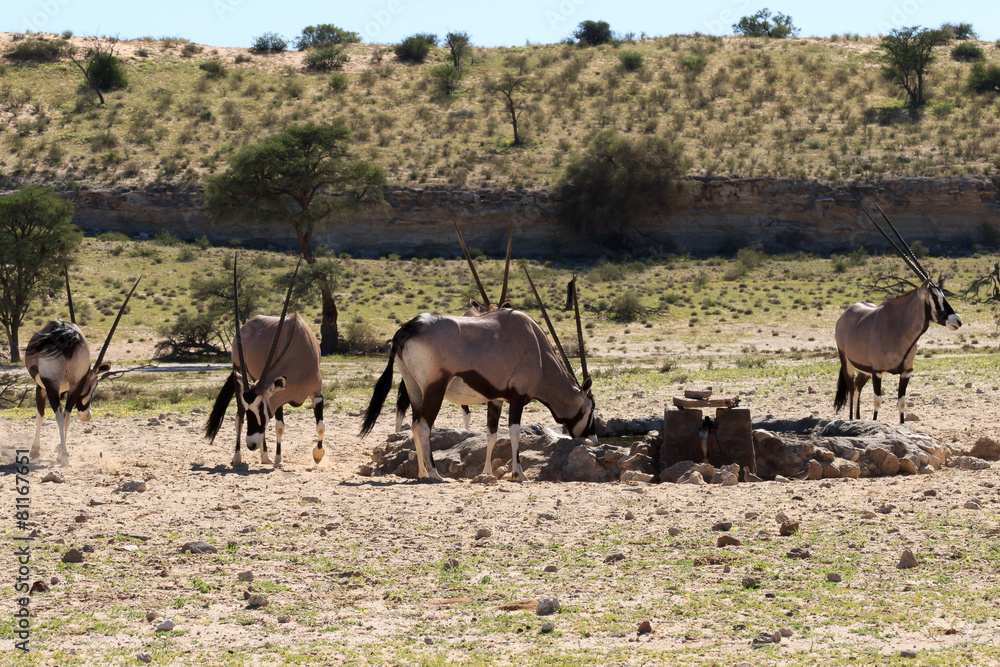 Fototapeta premium Oryx