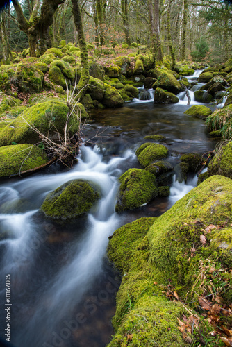 Wild stream in old woodland,time lapse water motion