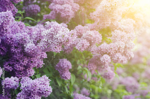 Branch of lilac flowers