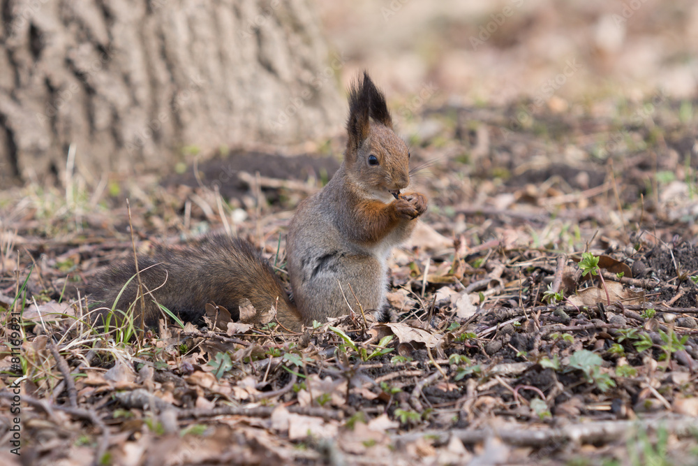 Pretty furry red squirrel eats a crust. Pretty furry red squirrel eats a crust.