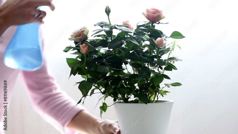 Young woman, watering pink rose at home Young woman, watering pink rose at home