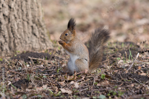 Cute red squirrel eats an acorn on back paws.