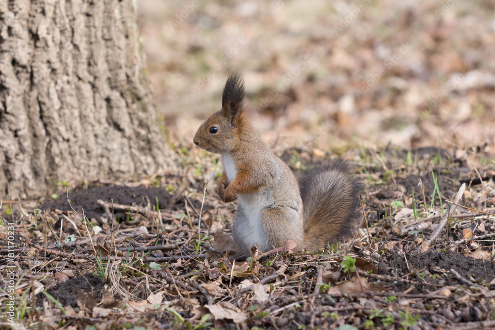 Pretty red squirell stands on paws and looks to the side. Pretty red squirell stands on paws and looks to the side.