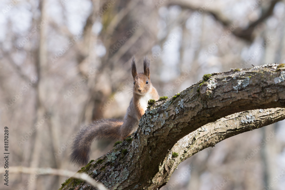 Pretty red squirell sits on the branch and looks streight. Pretty red squirell sits on the branch and looks streight.