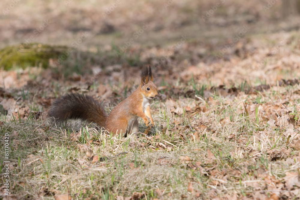Fluffy pretty red squirell stands on paws and looks to the side. Fluffy pretty red squirell stands on paws and looks to the side.