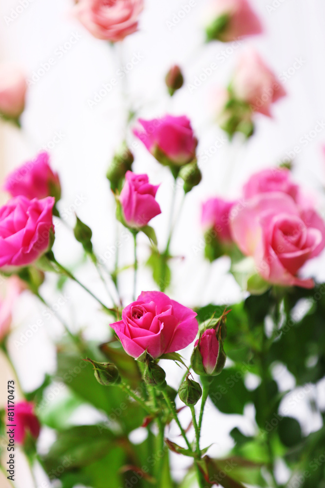 Beautiful pink roses on bright background Beautiful pink roses on bright background