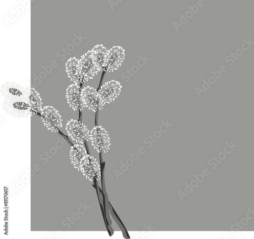 Pussy willow branches