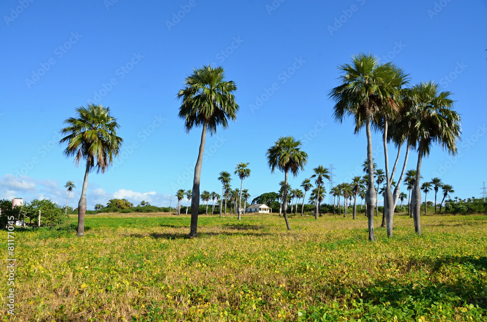 View of the countryside with royal palms