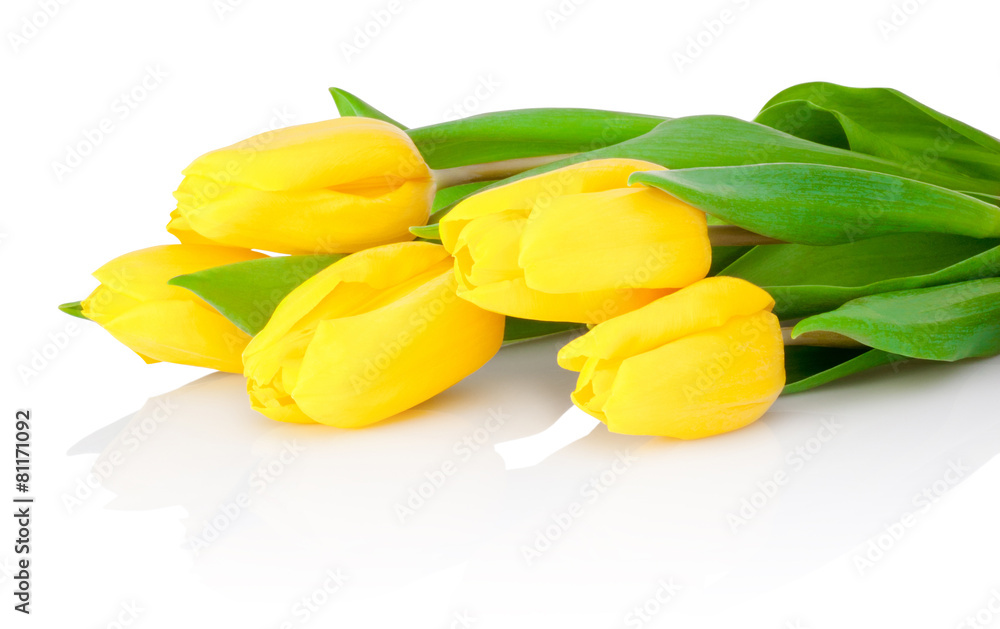 Yellow tulip flowers are isolated on a white background Yellow tulip flowers are isolated on a white background