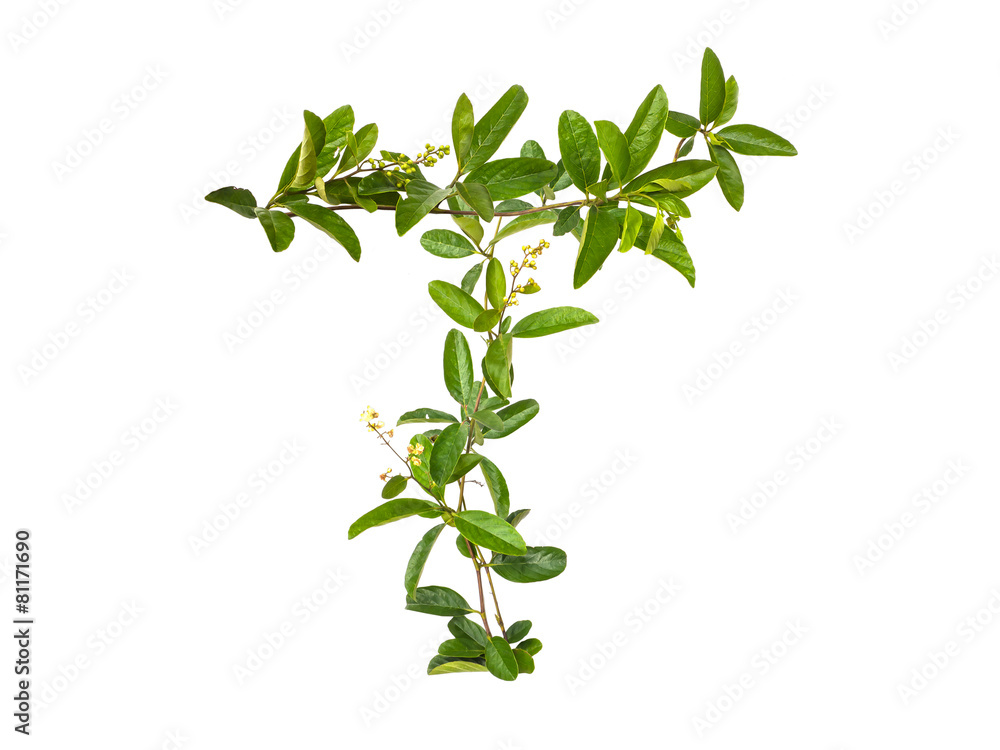 Alphabet creeper flower isolated Alphabet creeper flower isolated
