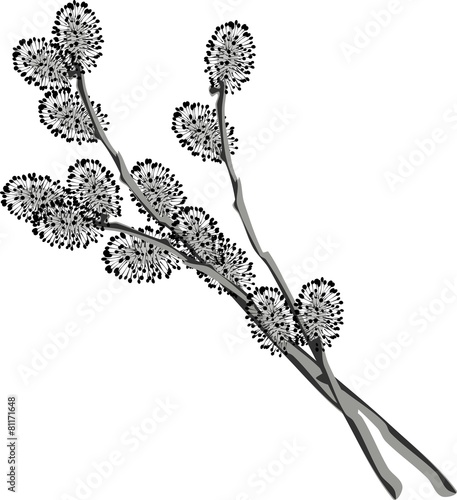 Pussy willow branches
