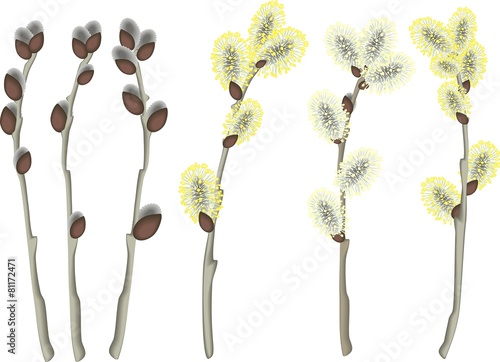 Pussy willow branches