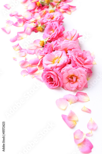 Beautiful pink rose petals isolated on white