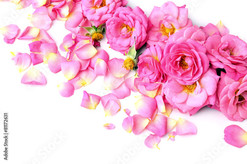 Beautiful pink rose petals isolated on white