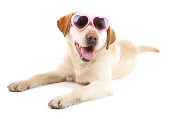 Cute dog with sunglasses isolated on white background