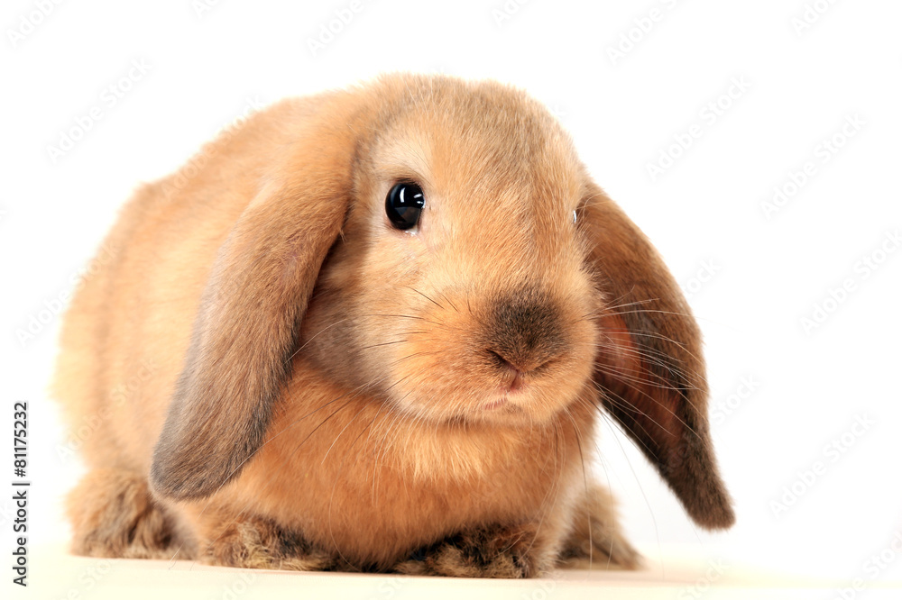 bunny rabbit bunny rabbit