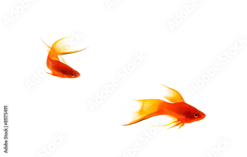 Orange Sword-tail Fish chasing a Female Isolated on White photo