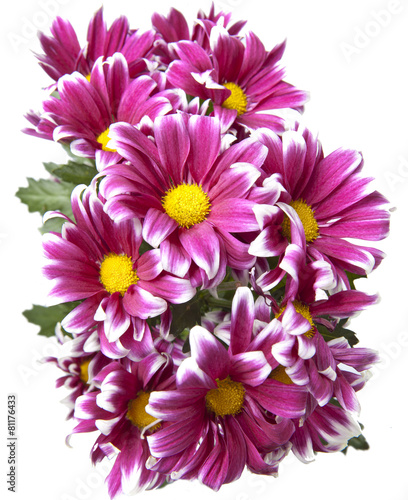 Bouquet of bright crimson chrysanthemums