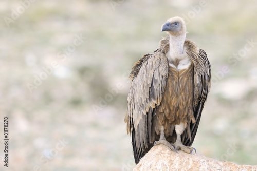 Griffon vulture standing on a rock.