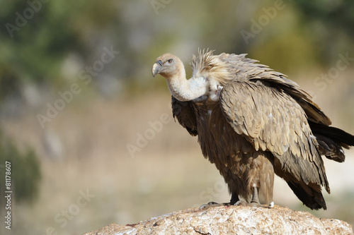 Griffon vulture standing on a rock.