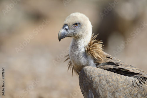 Griffon vulture protrait.