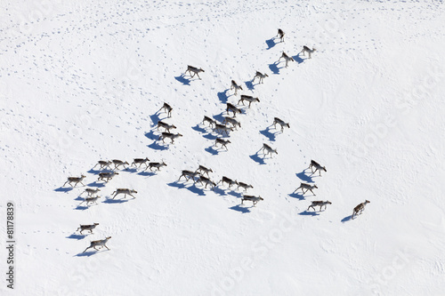 Herd of wild reindeer, top view